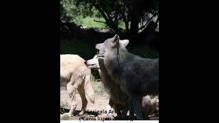 Serigala Arktik ( Canis lupus arctos ) #wolf  #wildlife #trendingshorts #animals #fypシ #shortvideo