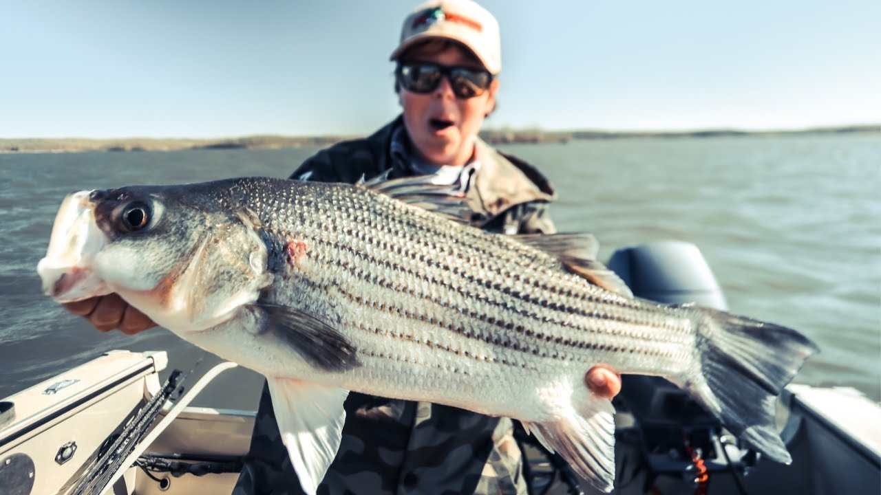 INSANE School of (GIANT) Hybrid bass 