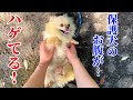 保護犬のお腹の毛がありませんでした…