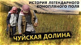 Чуйская долина: история легендарного конопляного поля