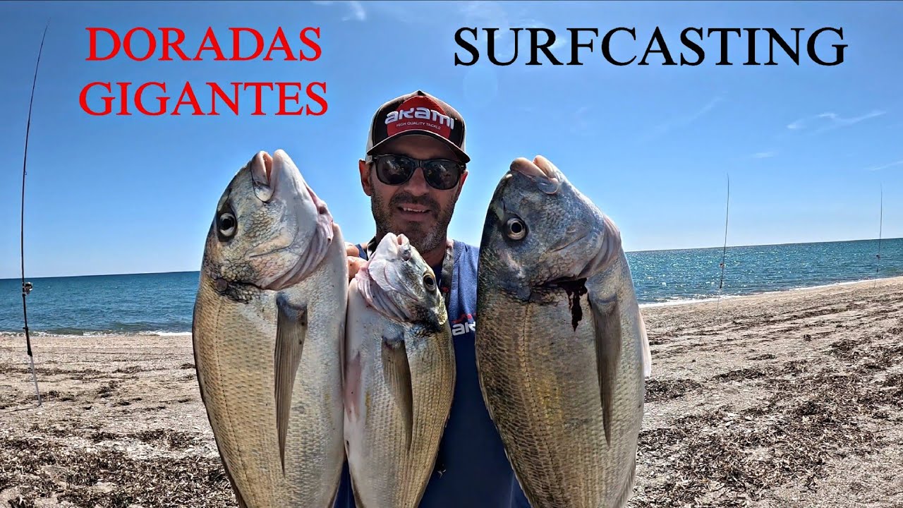 GRANDES DORADAS Y TREMENDO PICADONN. PESCA SURFCASTING GRANADA 