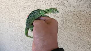 CBB Female Green Tree Monitor