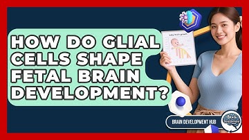 How Do Glial Cells Shape Fetal Brain Development? - Brain Development Hub