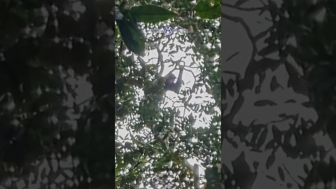 Parque Nacional Montanhas do Tumucumaque Encontramos macacos na Amazônia