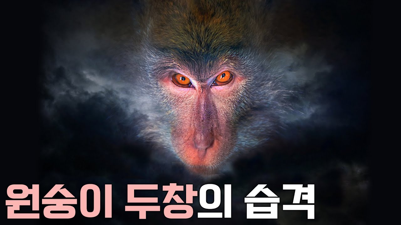 원숭이두창, WHO 보건 비상사태 선포