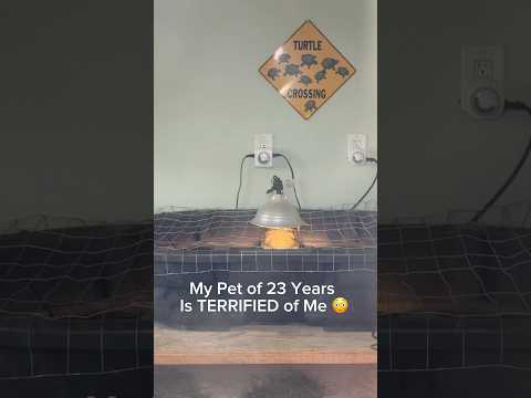 My Pet of 23 Years Is TERRIFIED of Me π³#shorts #turtle