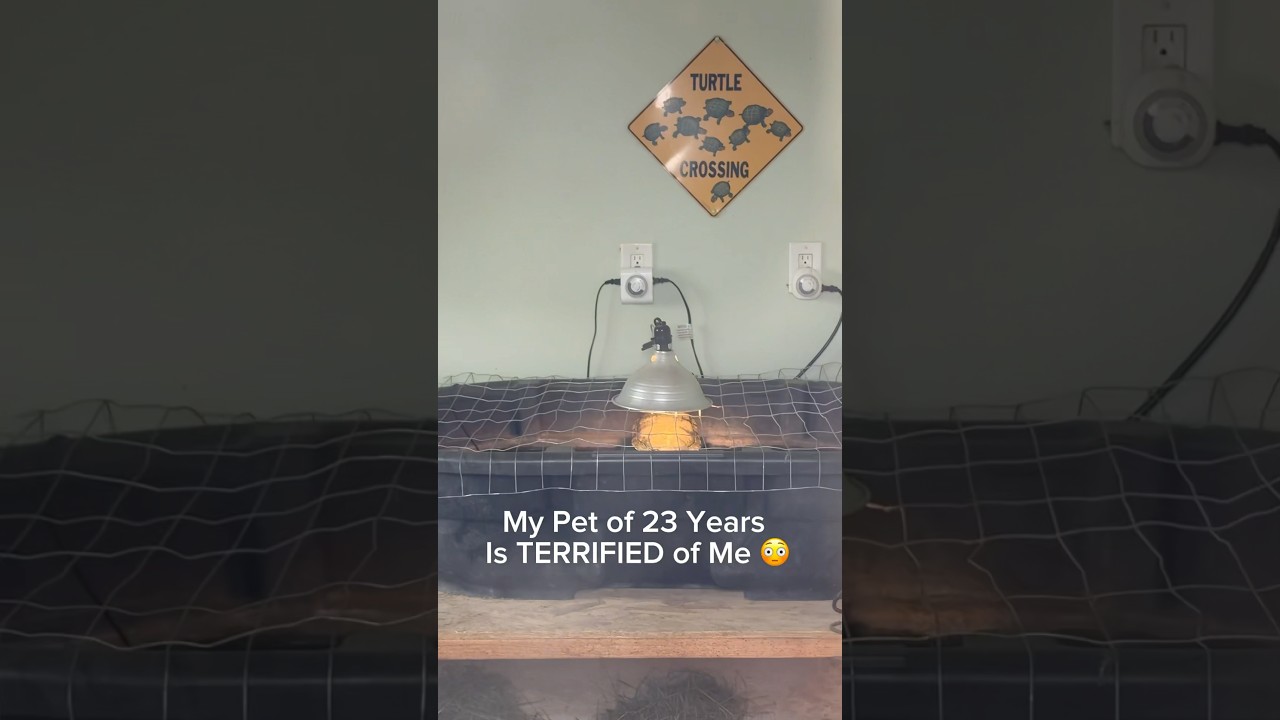 Моя питомица, которой уже 23 года, УЖАСНО меня боится 😳 