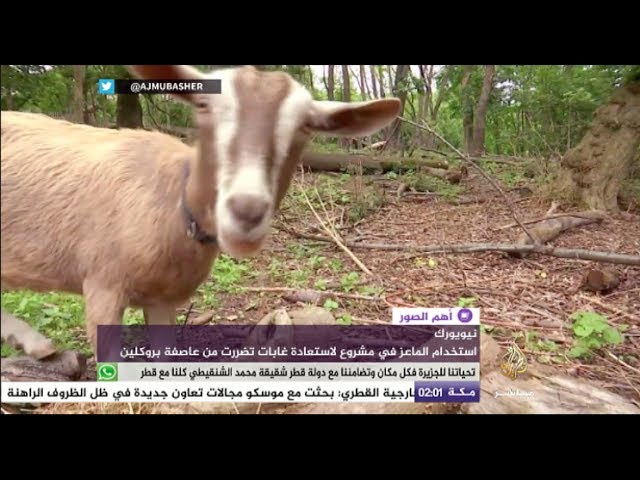 الماعز في مهمة صعبة