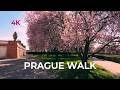 Prague Cherry Blossoms 2026 | Walk from Stromovka Park to Troja Chateau