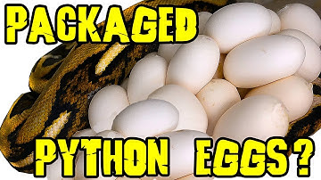 Giant Python package Surprise Second Half !