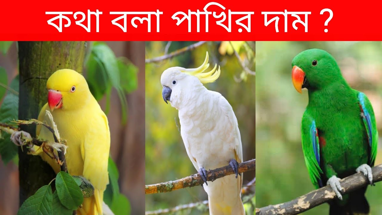 The price of talking birds Talking Parrot Price In Bangladesh And India