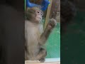 원숭이 짱구와 새해를 맞이해요💕