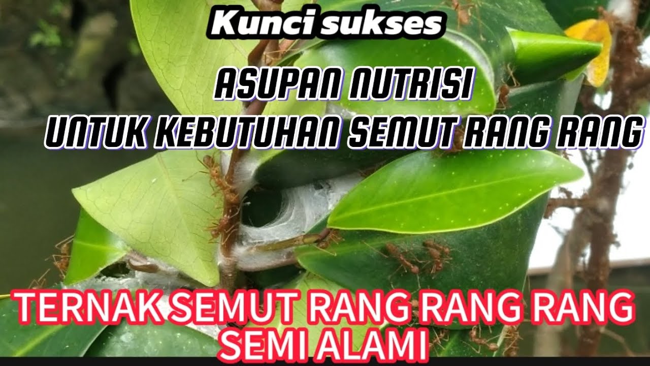 CARA SUKSES BUDIDAYA SEMUT RANG RANG SEMI ALAMI #semutrangrang