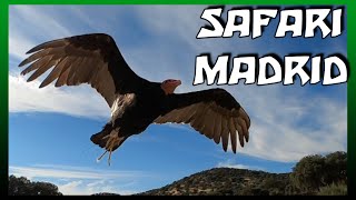 🇪🇦 Un día en el SAFARI PARK de Aldea del Fresno en Madrid. Safari Madrid.
