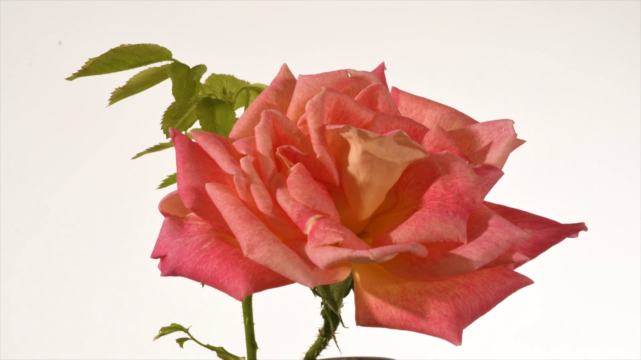 Rose Flower Opening Time Lapse YouTube rose-flower-opening-time-lapse-youtube