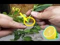 How to Grow LEMON Tree from Cuttings to Clone Fruit Trees