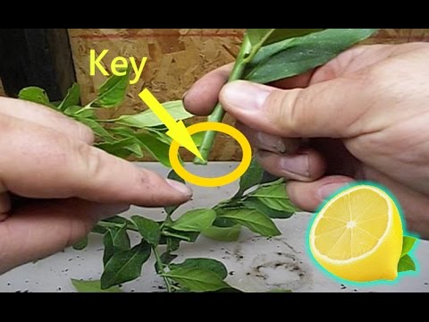 Video: How To Root A Lemon