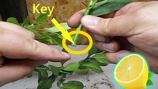 How to Grow LEMON Tree from Cuttings to Clone Fruit Trees