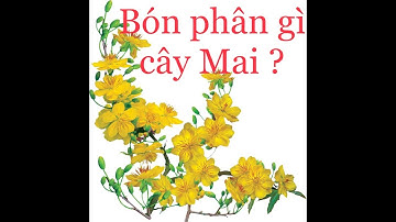 Phân bón giúp Mập Thân To gốc cây Mai số 1 là đây!