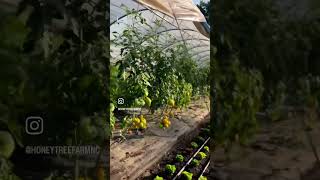 It’s tomato season