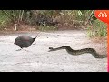 Quand le serpent entre sur le chemin du poulet angola