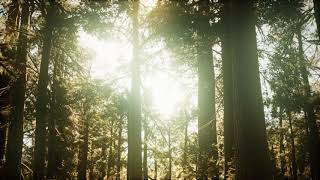 Forest in time lapse - No Copyright