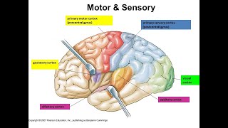 Cortex   Sensory, Motor, and Association Areas of brain || Brain Anatomy, Anatomy of the Human Brain