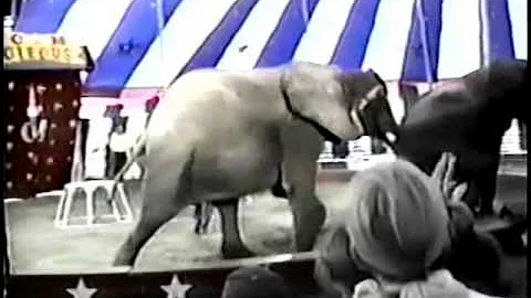 Culpepper Elephants 1996