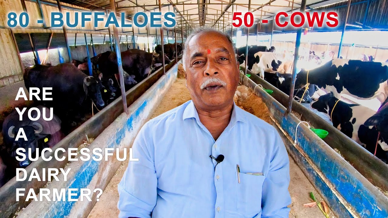 Gopal Naidu Dairy Farm With 80 Buffaloes and 50 HF Cows Selling 2200 Liters Milk A Day to Bangalore