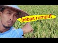 Bebas rumput#algoritma #rekomendasi #herbisida #traktor #monetisasi 