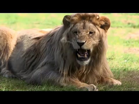 Vidéo: Les animaux sont-ils bien soignés dans les zoos ?