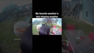 My favorite weather is bird chirping weathe #PeacefulMoments #BirdWatching #NatureHealing #QuietMind