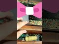 #Collar stitching🤗#viralvideo#fashion #sewing #trending#foryou #viralshort #design #dress#new#capcu