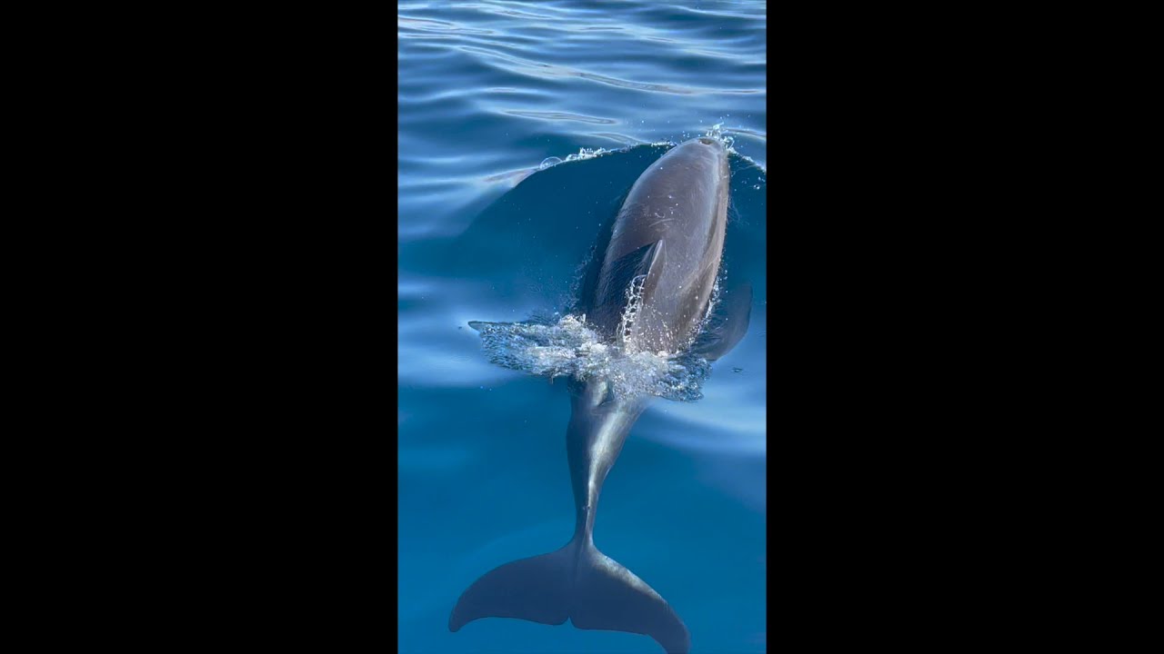 Dolphins in Lanzarote!
