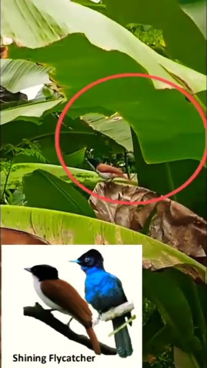 Shining Flycatcher/Burung pemakan serangga Biasanya dipinggiran sungai
