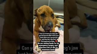 #RescueDog #AnimalWelfare #VetBillHelp #SaveHim #DogRescue #HelpingPaws #EmergencyFundraiser