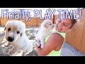 Rescue Pups FINALLY Play Again! | Teaching Kids about Fostering