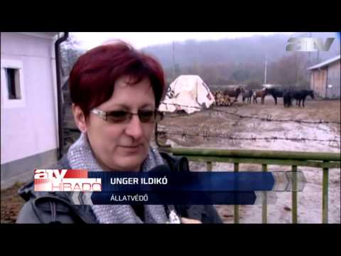 Videó: Ló Kiszáradása - Vízveszteség A Lovakban