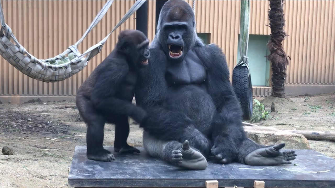 オトンと僕、時々オカン⭐️ゴリラ(82)【京都市動物園】Gorilla