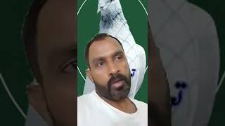 Ustad Khurram Kayani live #pigeon #kabootar #highflyerpigeon