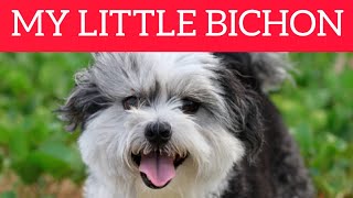 Bichon Maltese Character, Care, Education by Smart Dog and Cat Lover 29 views 1 year ago 3 minutes, 53 seconds