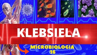 KLEBSIELA - MICROBIOLOGIA (BACTÉRIAS PATOGÊNICAS) - ENTEROBACTÉRIAS