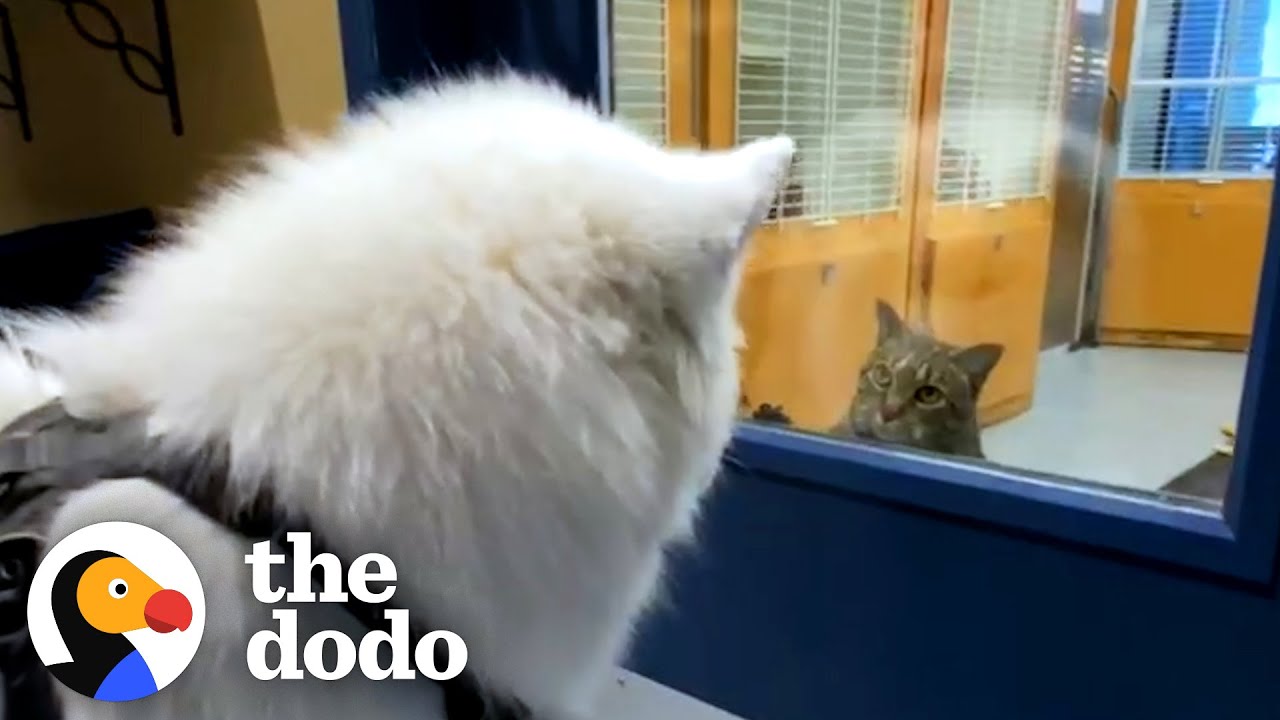 Samoyed Loves All The Cats At His Daycare — So His Family Adopts One For Him | The Dodo