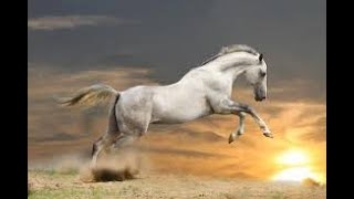 Beyaz At Ve Hükümdar