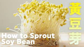 How to Sprout Soybean in different ways  @beanpandacook ​