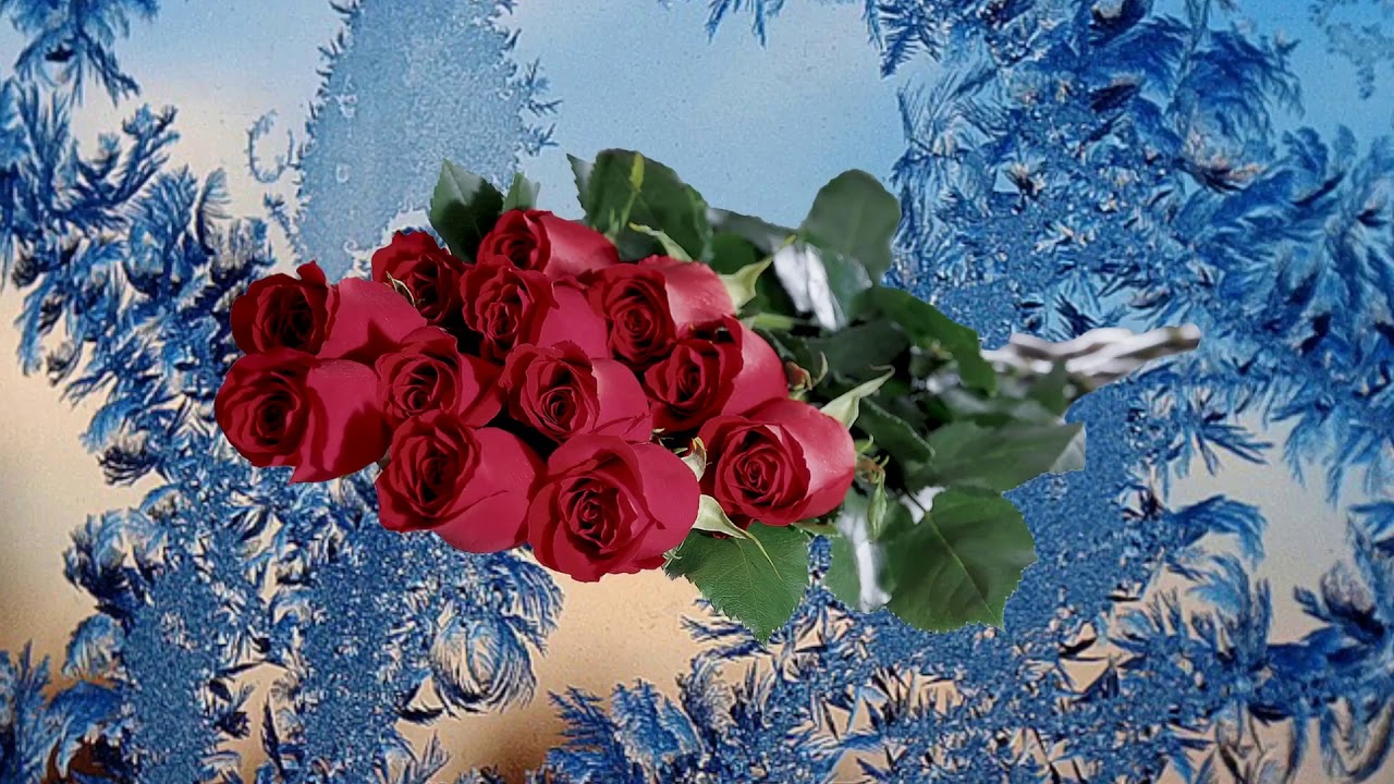 миролюбова зимние розы песня. зимние розы картинки. розы на снегу. букет роз зима. цветы под снегом.