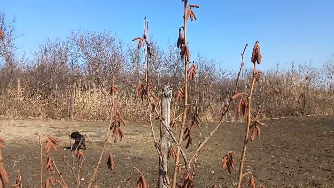 О Ивантеевских фундках, и их развитии кустом, без обрезки.