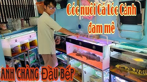 Góc đam mê nuôi Cá Lóc Cảnh tại nhà của A chàng đầu bếp-Thái Salem vê lốc