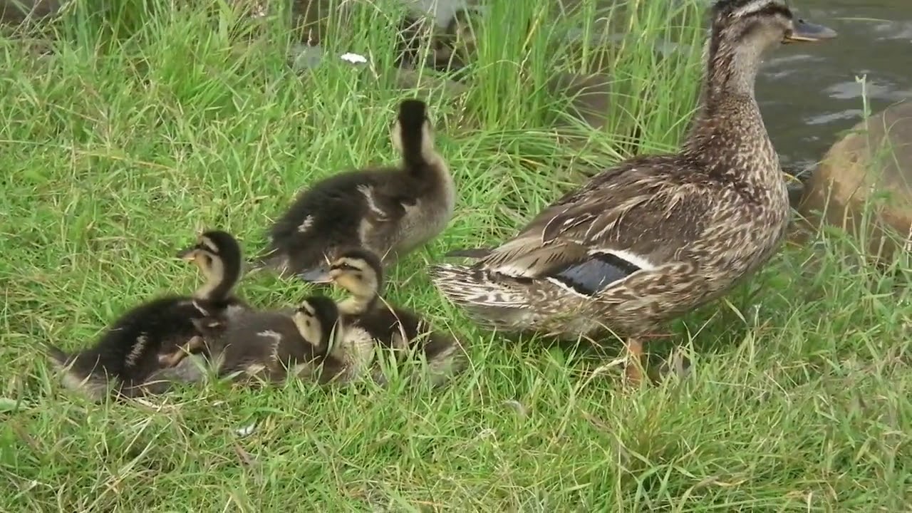 ducklings 