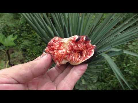Инжир Чёрная Бурса